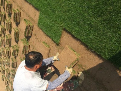 草坪，百慕大草坪，天堂草坪，狗牙根草坪，马尼拉，农户自销图2