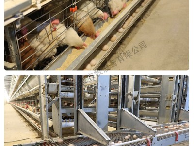 蛋鸡笼 小鸡养殖育雏笼 层叠式育雏育成笼养设备图3