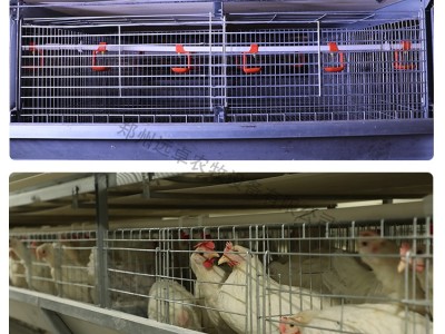 蛋鸡笼 小鸡养殖育雏笼 层叠式育雏育成笼养设备图4