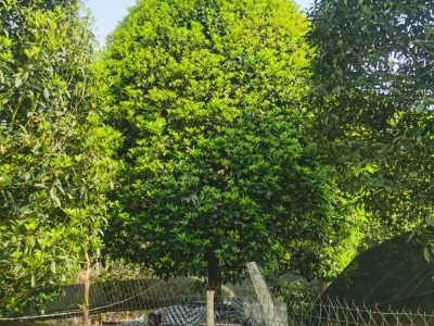 桂花 6-25cm图3
