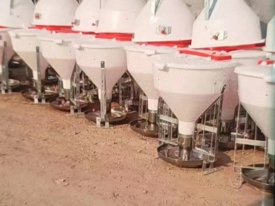 供应猪用不锈钢干湿喂料器养殖场设备量大从优图3